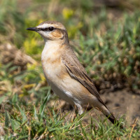 Isabelline Wheatear